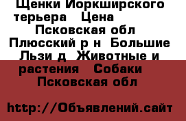 Щенки Йоркширского терьера › Цена ­ 10 000 - Псковская обл., Плюсский р-н, Большие Льзи д. Животные и растения » Собаки   . Псковская обл.